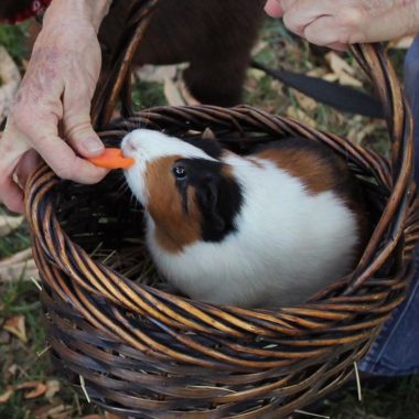 Scheda Cavia Igiene e Cura