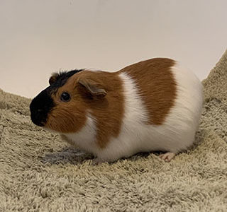 Allegra
