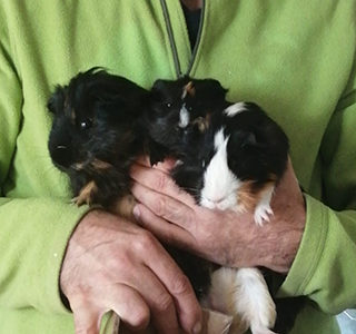 Rudy, Riccardo & Romeo