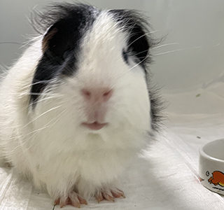 Alfonso