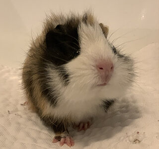 Alfonso